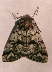 Panthea acronyctoides