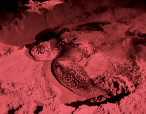 Leatherback