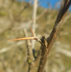 Berberis vulgaris