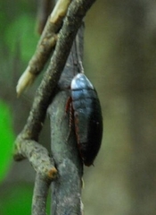Opisthoplatia orientalis