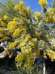 Acacia baileyana
