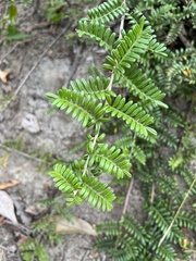 Osteomeles anthyllidifolia