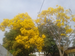 Roseodendron donnell-smithii