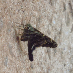 Codatractus aminias