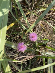 Mimosa quadrivalvis