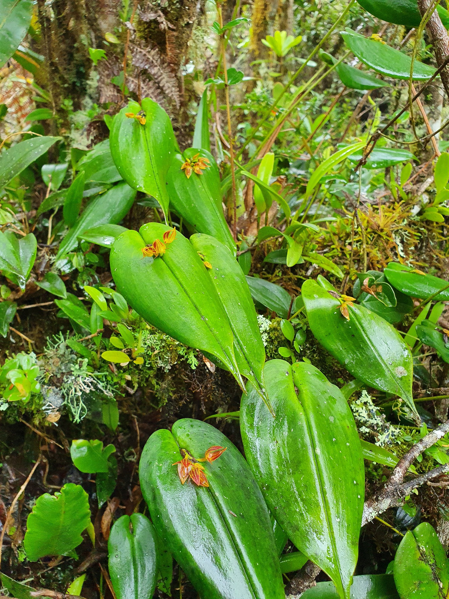 Pleurothallis coriacardia image