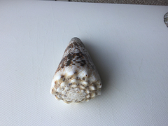 Conus imperialis