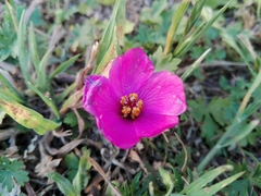 Modiolastrum gilliesii