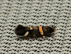 Macrobathra alternatella