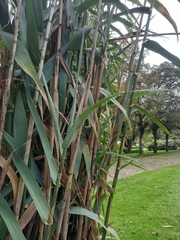 Arundo