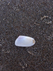 Tellinoidea