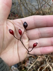 Rosa multiflora