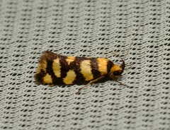 Tanyzancla argutella