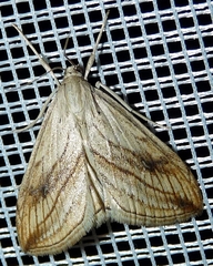 Evergestis forficalis