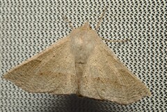 Oenochroma subustaria