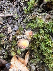 Calostoma