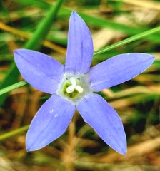 Wahlenbergia capillaris