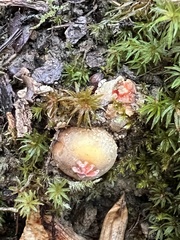 Calostoma
