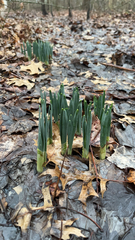 Narcissus pseudonarcissus
