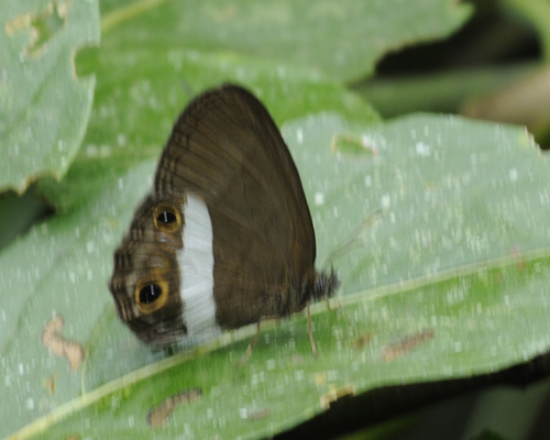 Splendeuptychia ashna