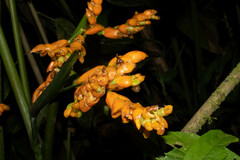 Stromanthe stromanthoides