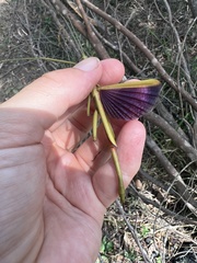 Didymuria violescens