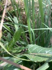 Chauliognathus lugubris