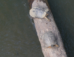 Rhinoclemmys funerea