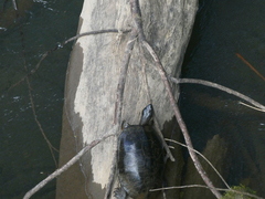 Rhinoclemmys funerea