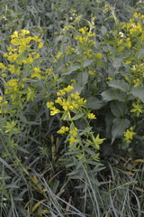 Euphorbia semivillosa
