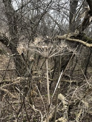 Heracleum mantegazzianum