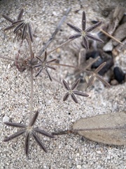 Lupinus sparsiflorus
