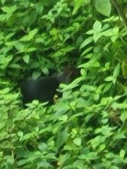 Dasyprocta fuliginosa