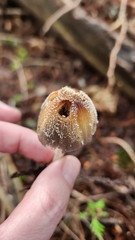 Coprinellus domesticus