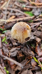 Coprinellus domesticus