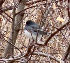 Junco hyemalis