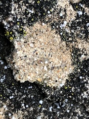 Protoblastenia rupestris