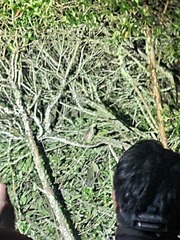 Megascops albogularis