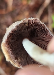 Coprinellus domesticus