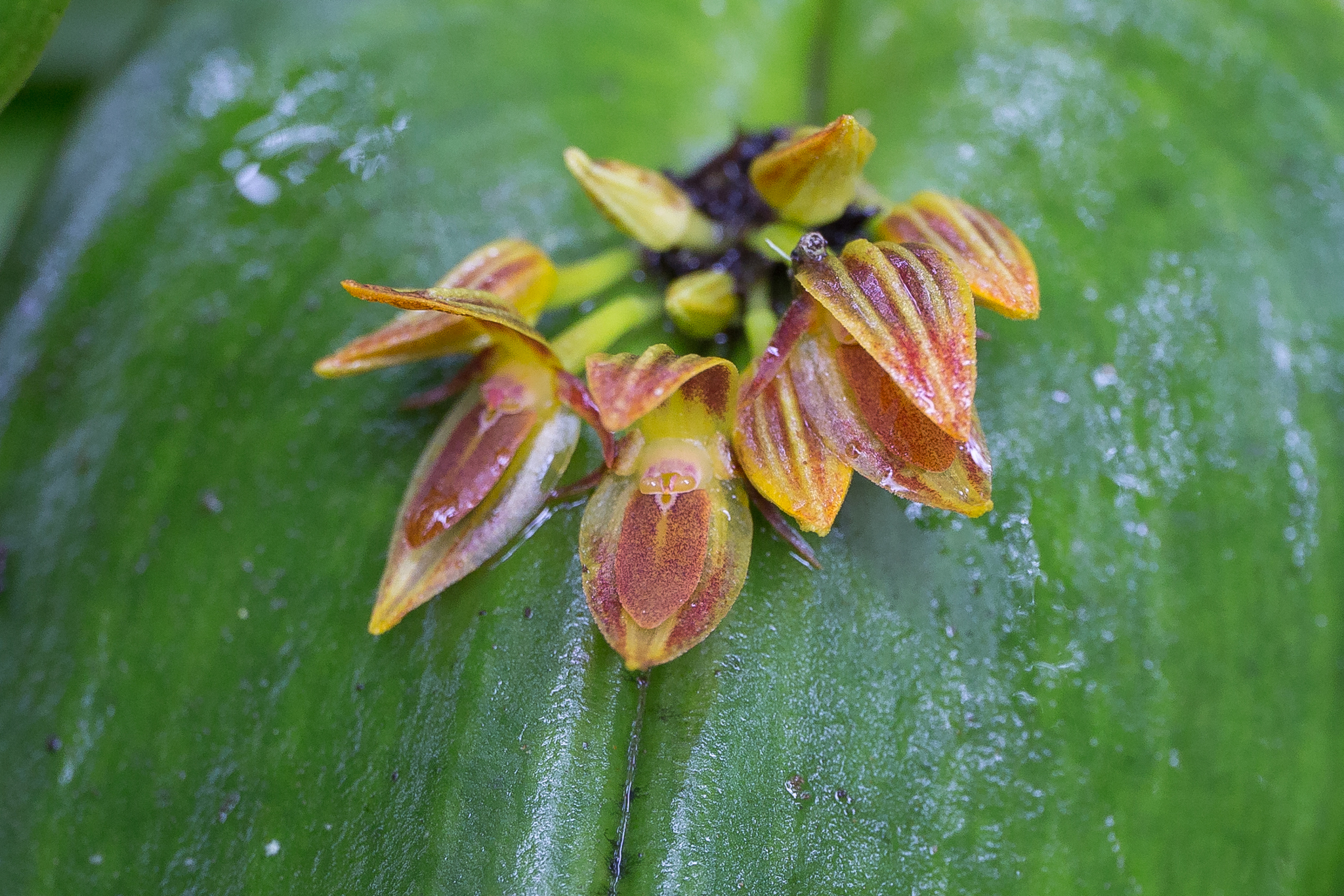 Pleurothallis coriacardia image