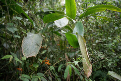 Stromanthe stromanthoides