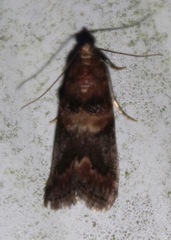 Acrobasis angusella