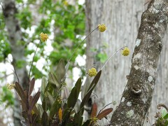 Epidendrum amphistomum