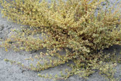 Cleomella obtusifolia