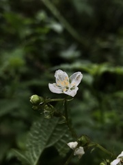 Klaprothia mentzelioides