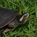 紅腹側頸龜 - Photo 由 Eric N. Rittmeyer 所上傳的 (c) Eric N. Rittmeyer，保留部份權利CC BY-NC