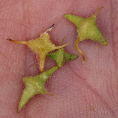 Cleomella obtusifolia