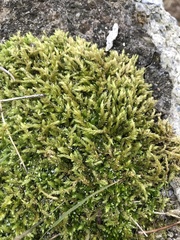 Pseudanomodon attenuatus