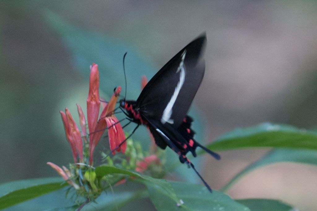 Parides proneus