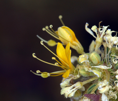 Cleomella obtusifolia